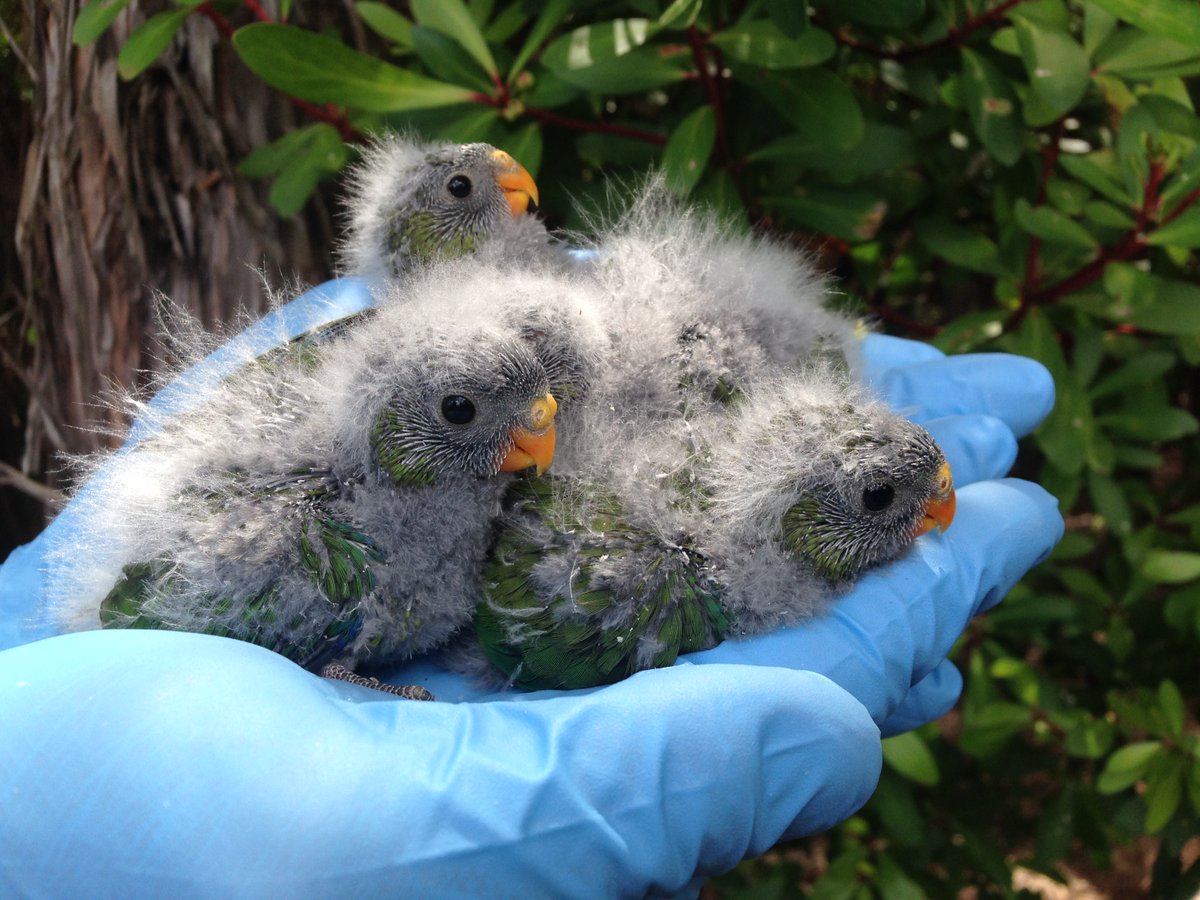 Dr SWIFT PARROT tweet media