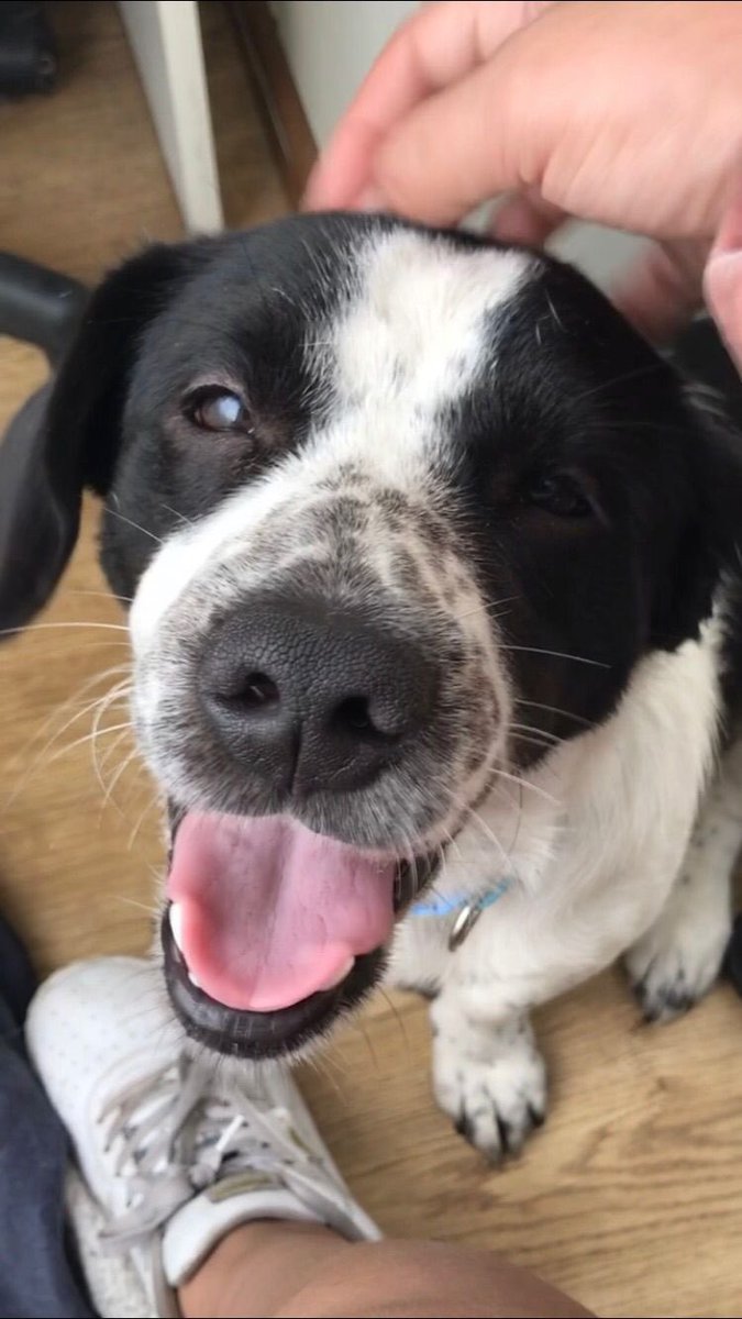 mariantssce's tweet photo. Hola amigos de twitter, este wapo sigue buscando un hogar. Tiene 2 años aprox y pesa 12 kilos. Está sanito, se entregará castrado, desparasitado, con su antipulgas y vacuna antirrábica. Si están interesados en adoptarlo, escríbanme al interno 😊 https://t.co/kegCagDS07