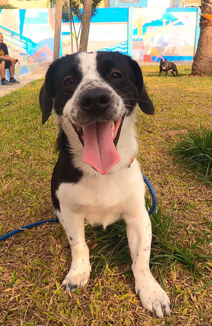 mariantssce's tweet photo. Hola amigos de twitter, este wapo sigue buscando un hogar. Tiene 2 años aprox y pesa 12 kilos. Está sanito, se entregará castrado, desparasitado, con su antipulgas y vacuna antirrábica. Si están interesados en adoptarlo, escríbanme al interno 😊 https://t.co/kegCagDS07