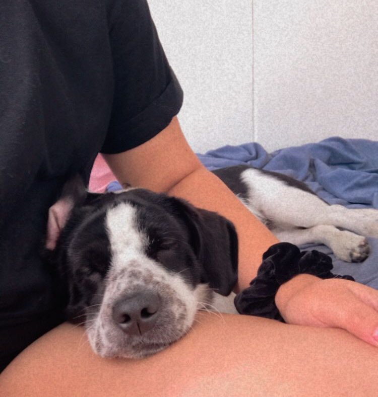 mariantssce's tweet photo. Hola amigos de twitter, este wapo sigue buscando un hogar. Tiene 2 años aprox y pesa 12 kilos. Está sanito, se entregará castrado, desparasitado, con su antipulgas y vacuna antirrábica. Si están interesados en adoptarlo, escríbanme al interno 😊 https://t.co/kegCagDS07