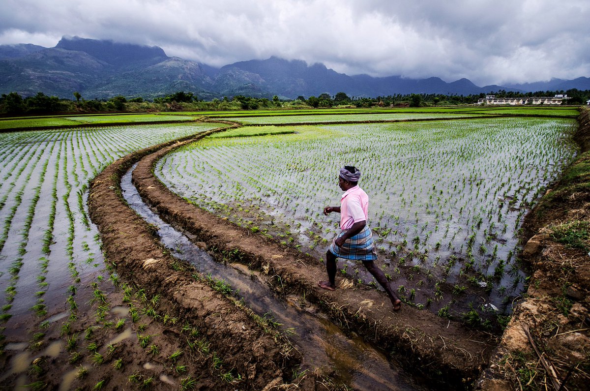 madgem_in's tweet photo. A walk into the fields.
Location: Tenkasi, Tamilnadu.
Shot using #SIGMA 10-20mm lens.
@Sigma_India #SeizeYourLens #Chennai #TamilNadu #nature #NaturePhotography #photography #PhotoOfTheDay #travelphotography #agriculture https://t.co/v0BY0flpJI