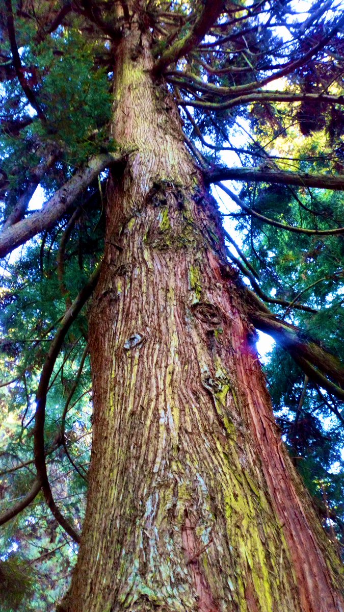 SharphamTrust's tweet photo. RT @sagardenwriter: Looking up into the canopy of a mighty Cryptomeria japonica.
Gorgeous reddish trunk.
#thicktrunktuesday #pinetum
#EnglishRiviera #Devon #trees https://t.co/PRDKXG0SZt