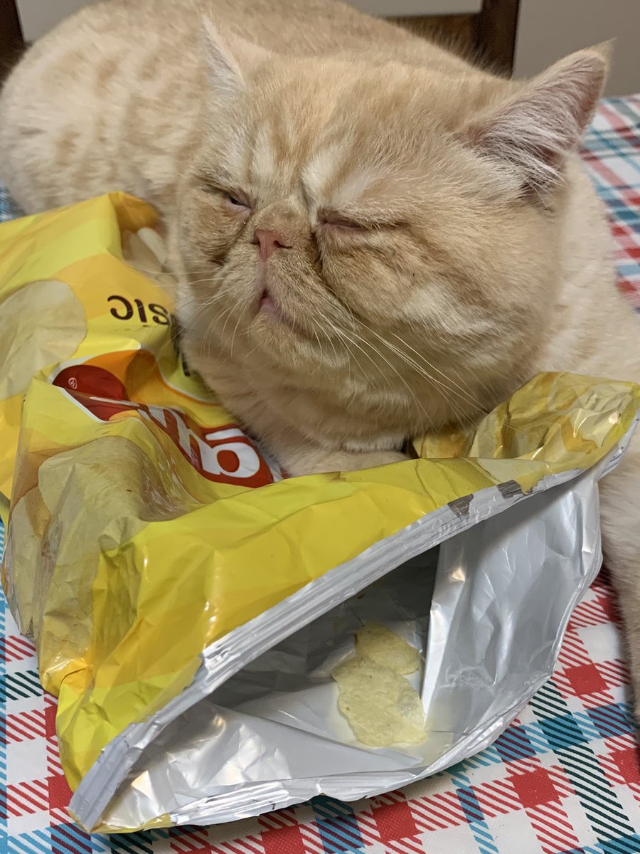 X2000VoltsX's tweet photo. All the air in these @LAYS makes for a very comfy pillow https://t.co/BKE31ND2Lp