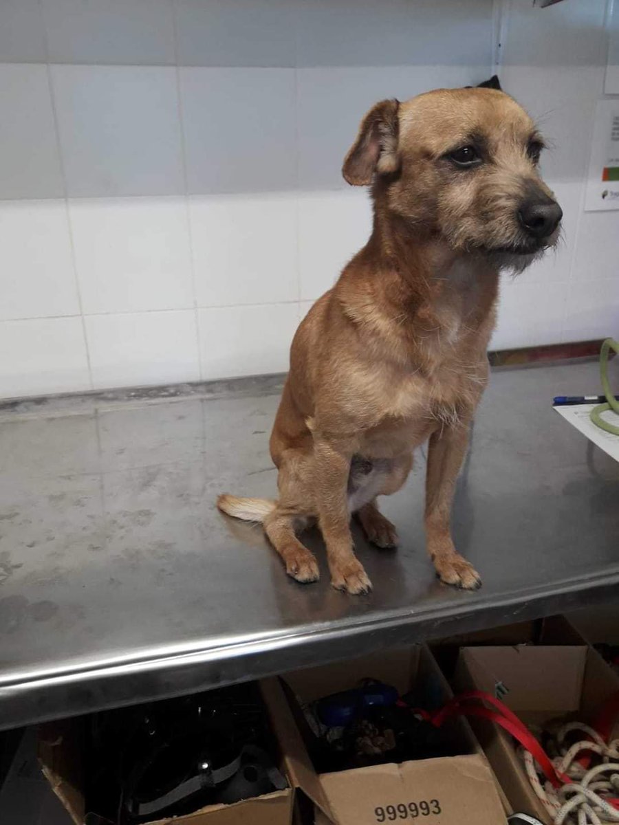 Encontrado en Güímar. Por favor compartan para encontrar a su dueño. Está en el Centro de Protección Animal Tierra Blanca. Gracias.