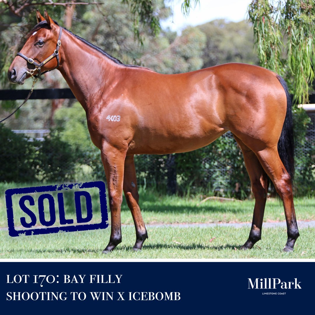millparkstud's tweet photo. Looks like our filly is off to Tasmania as @CRTracingtas purchases the Shooting To Win x Icebomb filly for $77,500 @mmsnippets Adelaide yearling sale. https://t.co/GGJYXcBF4h