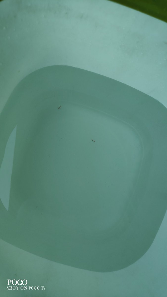 SuperSupriya11's tweet photo. @DelhiJalBoard @uditprakash @Dir_Education @SatyendarJain @AkritisagarIAS @CMODelhi @raghav_chadha @DelhiJalBoard @SatyendarJain @raghav_chadha @CMODelhi Actual condition of water supply in Shivalik, Malviya Nagar. Kindly look into the situation, this is severely affecting health of the residents! May be a poster of this in your competition will make you take action.#Djb4You https://t.co/ZTc9X6ozXz