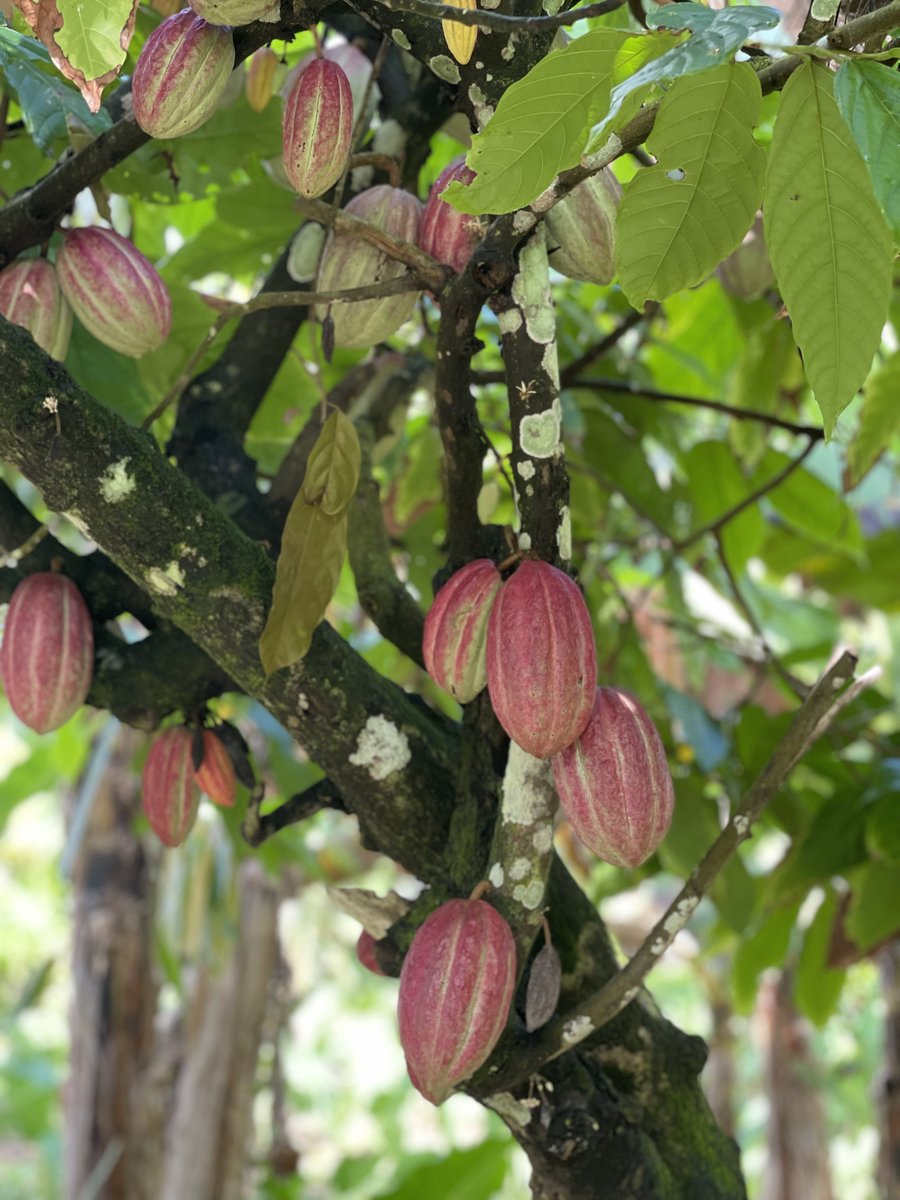 NPamericansamoa's tweet photo. Theobroma Cacao, also known as the “Koko Samoa” in the Islands. Produces fruits with cocoa seeds that are dried off to become cocoa beans that are then roasted in an open fire on a metal sheet. https://t.co/08b5UVkIKp