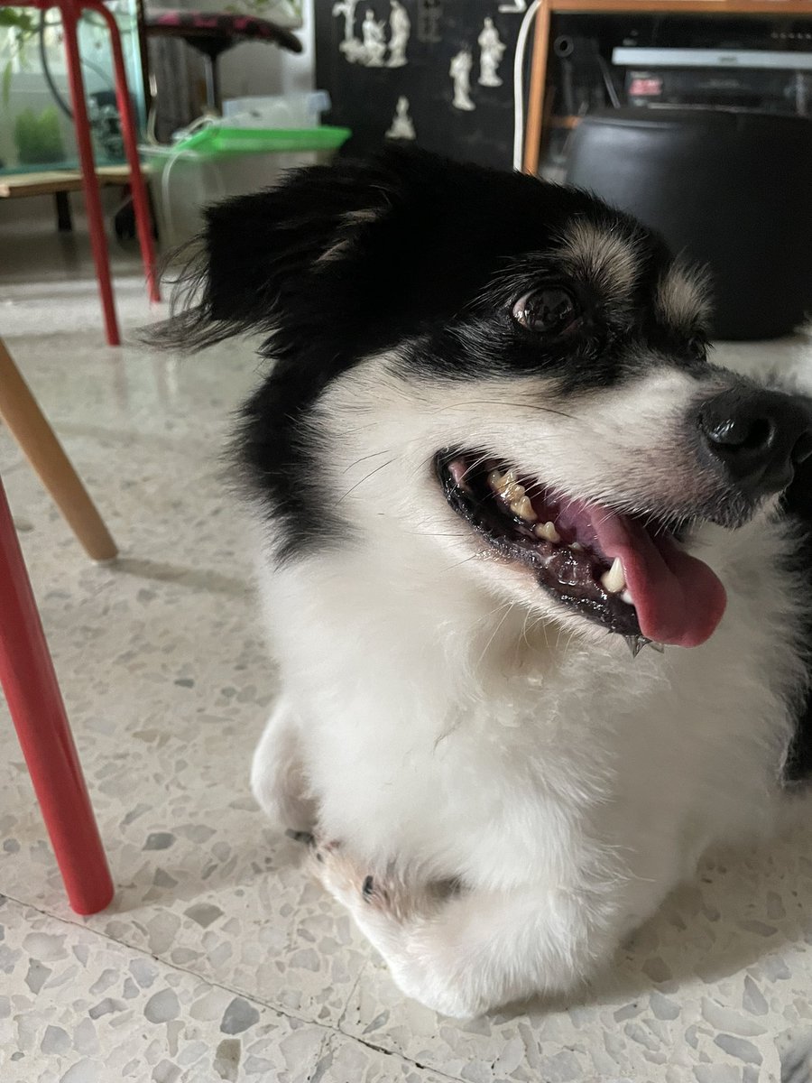 TelecomDogs's tweet photo. All the dogs, just because I’ve WIFI. https://t.co/XQ75ZsYxUi