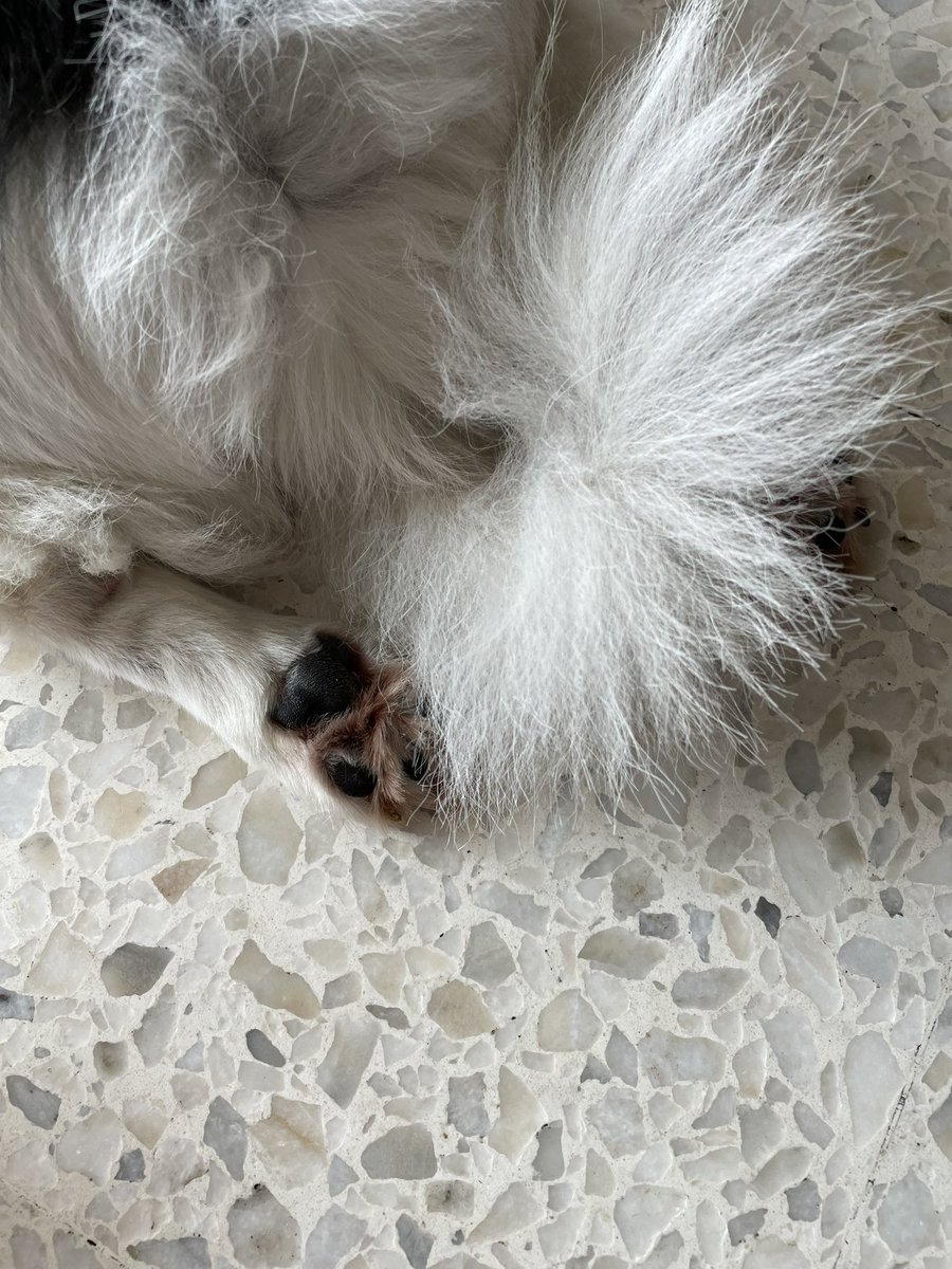 TelecomDogs's tweet photo. All the dogs, just because I’ve WIFI. https://t.co/XQ75ZsYxUi