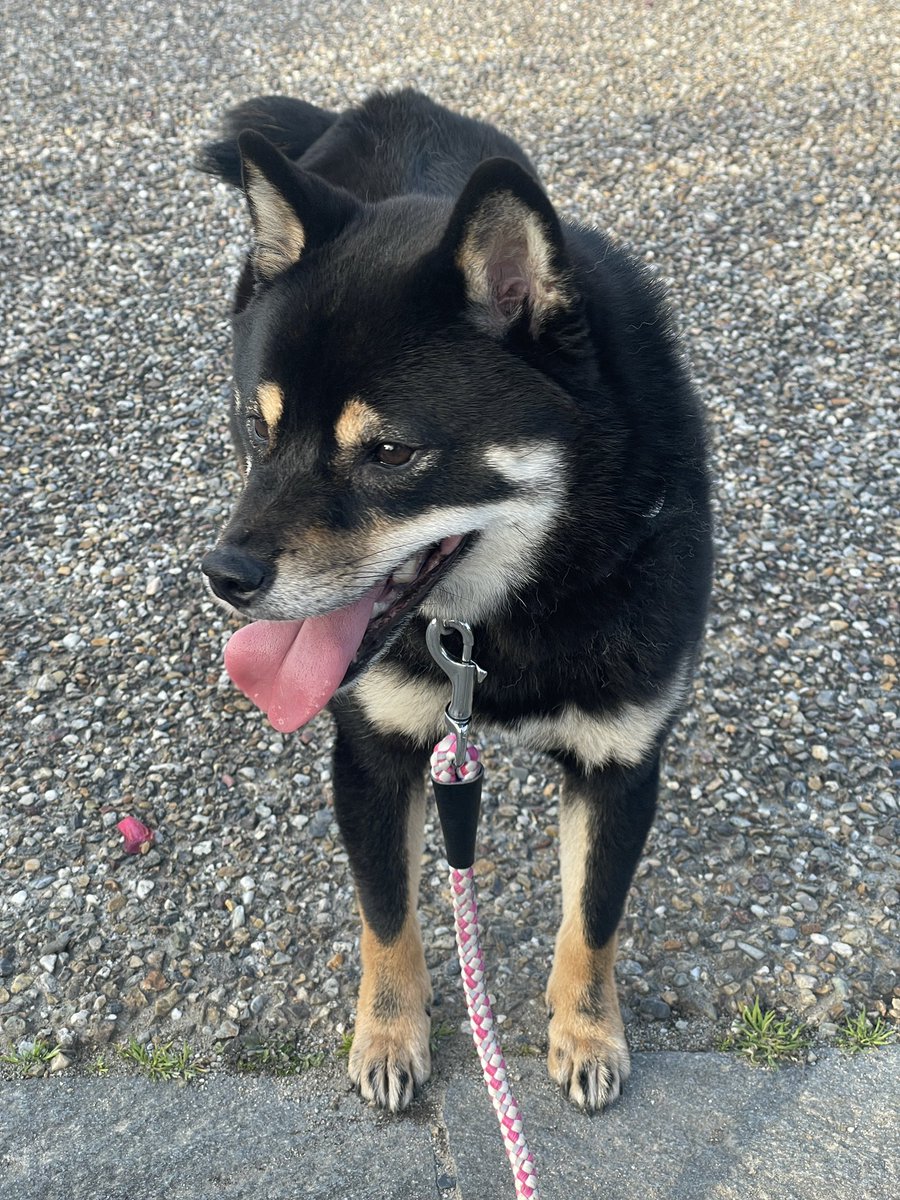 ch24804030's tweet photo. 犬より散歩楽しんでる自信あるわwww https://t.co/tyrKgeBy3R