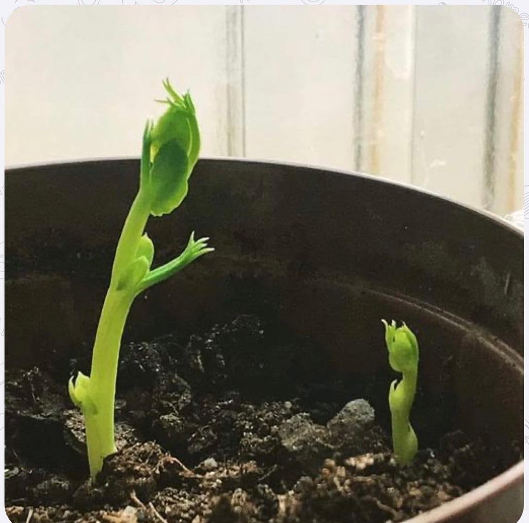 Birdaha anlatıyorum iyi bak buraya! Gündüzleri karbondioksit alıp oksijen vereceksin, geceleri de oksijen alıp karbondioksit vereceksin anlaşıldı mı... 😄