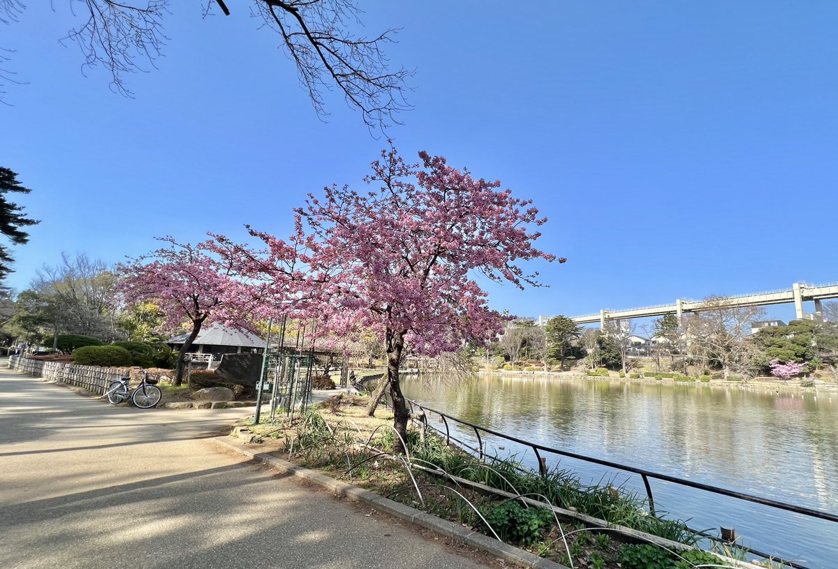 CHarmonyChiba's tweet photo. 河津桜が満開です🌸
少しずつ、桜色づく千葉公園で、本日もカフェ・ハーモニー、蓮華亭売店共に営業しております。#千葉公園 https://t.co/gczmWxVqXB
