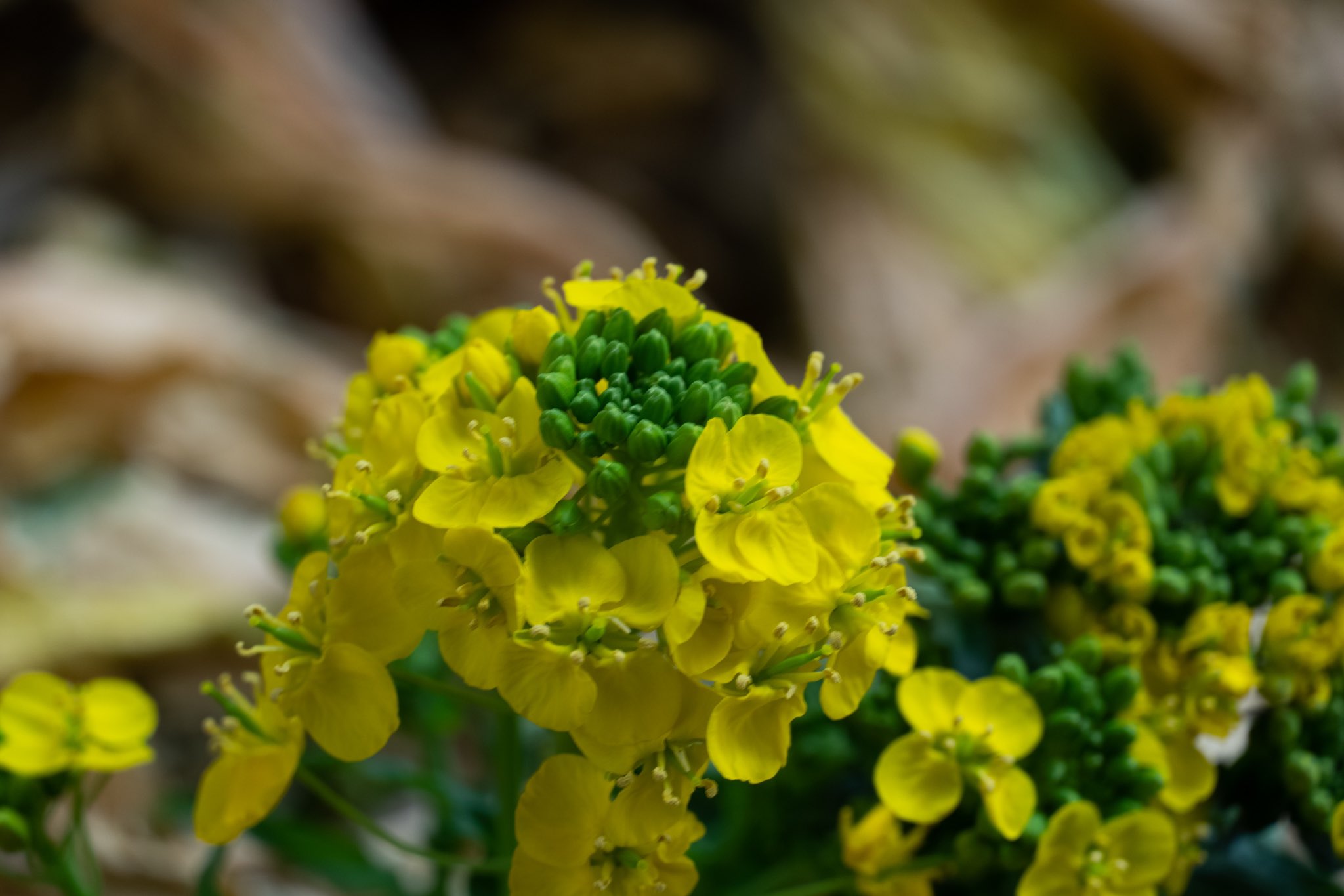 カブの花 Twitter Search Twitter
