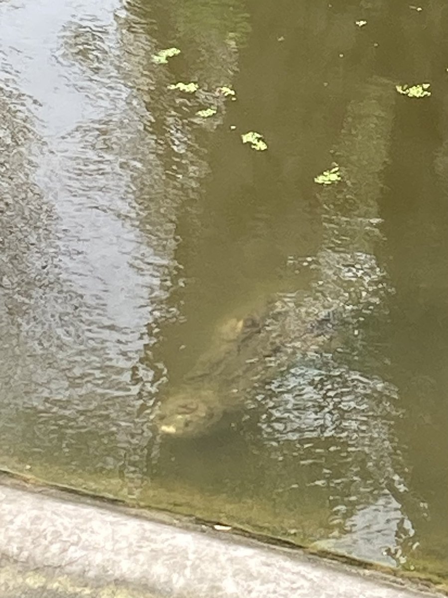 hp88's tweet photo. Three pics. Would you spot him in first shot? His snout is just showing #SaltwaterCroc https://t.co/XQFvSUooSY