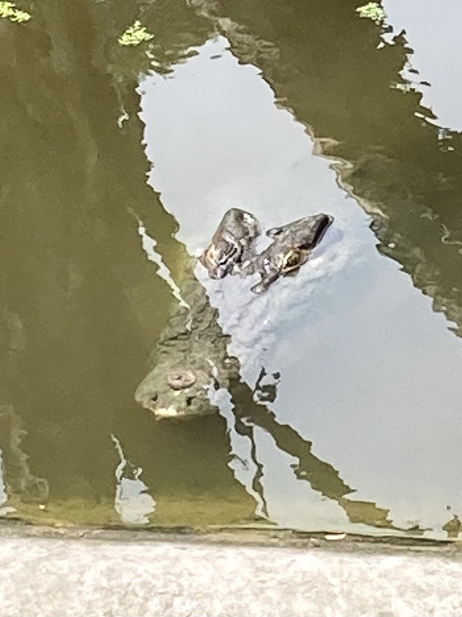 hp88's tweet photo. Three pics. Would you spot him in first shot? His snout is just showing #SaltwaterCroc https://t.co/XQFvSUooSY