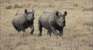 kilibound's tweet photo. https://t.co/ZZ6ehTNNG5
Rhino Fact.
All 5 species of rhino are herbivores,only eating plants and other vegetation.Rhinos are browsers and grazers. Browsers tend to favor eating leaves and fruits from bushes and shrubs. while grazers eat  grass.
 #Tanzania  #Ngorongoro  #kilibound https://t.co/4DKsDzOBPw