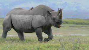 kilibound's tweet photo. https://t.co/ZZ6ehTNNG5
Rhino Fact.
All 5 species of rhino are herbivores,only eating plants and other vegetation.Rhinos are browsers and grazers. Browsers tend to favor eating leaves and fruits from bushes and shrubs. while grazers eat  grass.
 #Tanzania  #Ngorongoro  #kilibound https://t.co/4DKsDzOBPw