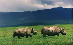 kilibound's tweet photo. https://t.co/ZZ6ehTNNG5
Rhino Fact.
All 5 species of rhino are herbivores,only eating plants and other vegetation.Rhinos are browsers and grazers. Browsers tend to favor eating leaves and fruits from bushes and shrubs. while grazers eat  grass.
 #Tanzania  #Ngorongoro  #kilibound https://t.co/4DKsDzOBPw