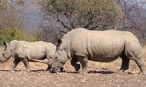 kilibound's tweet photo. https://t.co/ZZ6ehTNNG5
Rhino Fact.
All 5 species of rhino are herbivores,only eating plants and other vegetation.Rhinos are browsers and grazers. Browsers tend to favor eating leaves and fruits from bushes and shrubs. while grazers eat  grass.
 #Tanzania  #Ngorongoro  #kilibound https://t.co/4DKsDzOBPw