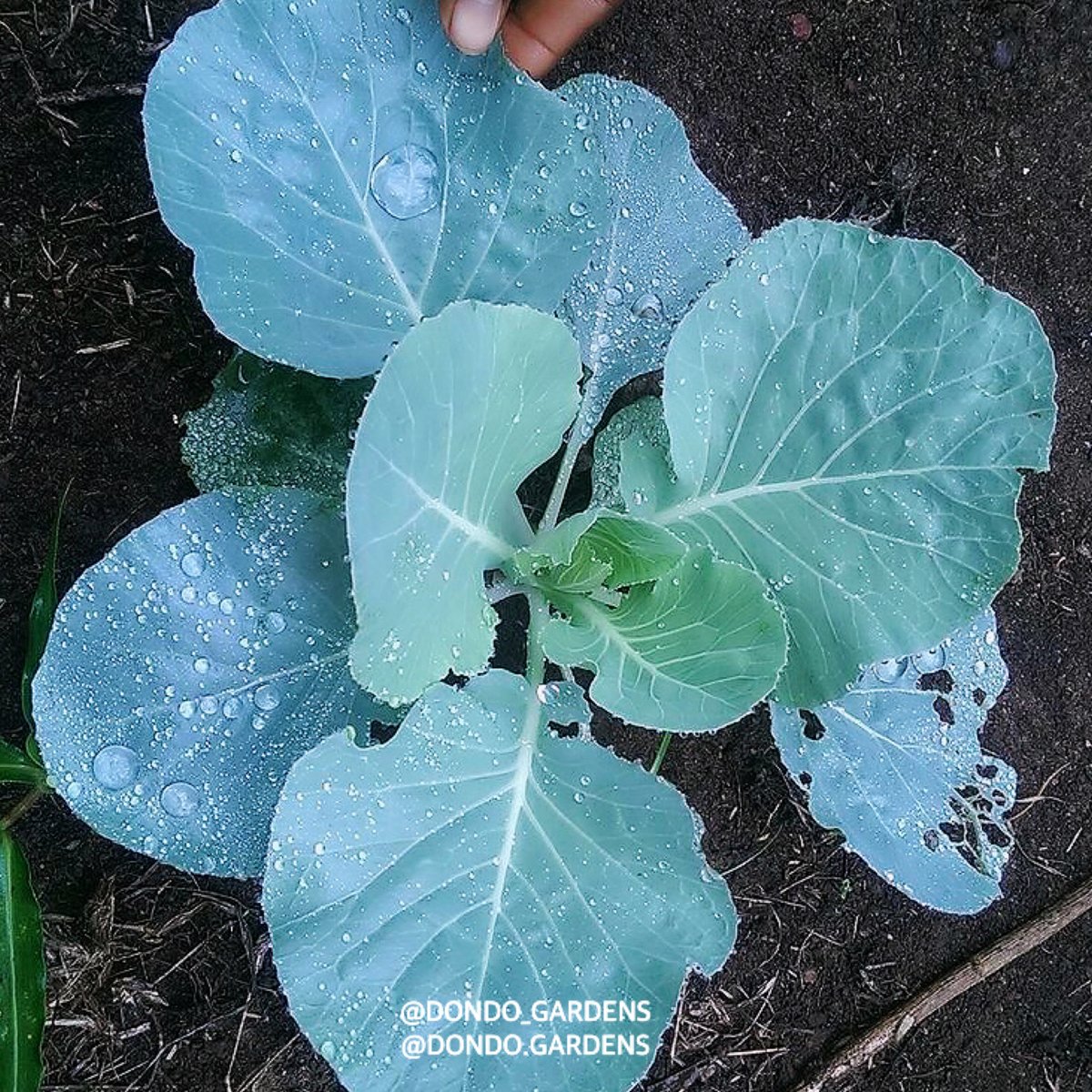 dondo_gardens's tweet photo. Cabbages are filled with vitamins C and K. The vegetable can be used in many #Recipes. A must have in your #Homegarden. https://t.co/vlcvJ0ng3W