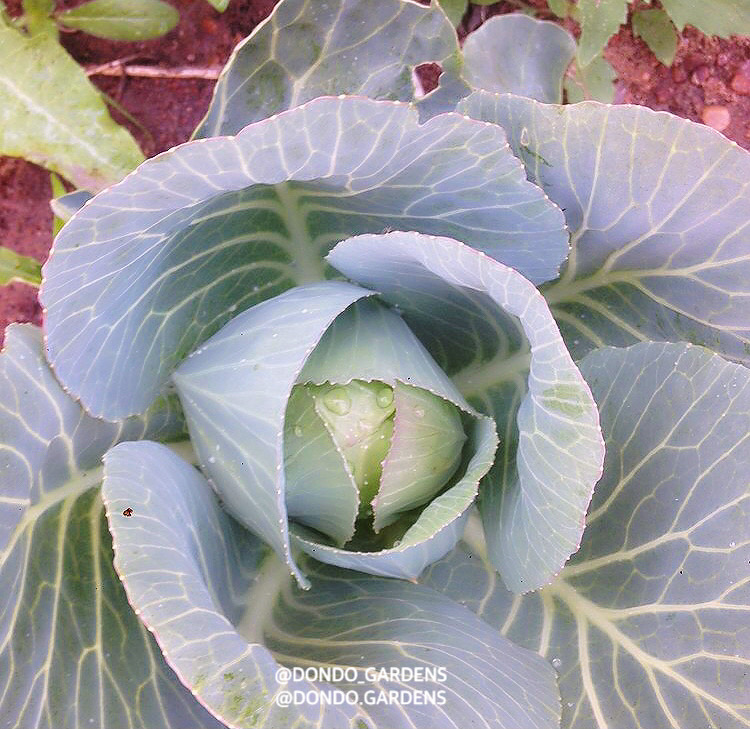 dondo_gardens's tweet photo. Cabbages are filled with vitamins C and K. The vegetable can be used in many #Recipes. A must have in your #Homegarden. https://t.co/vlcvJ0ng3W