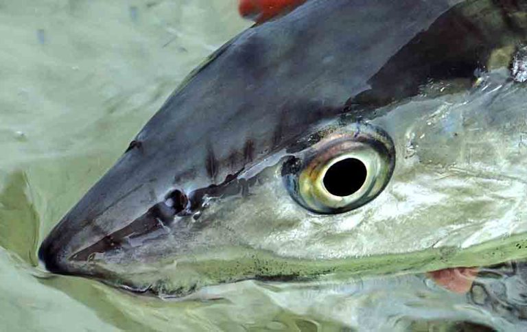 TomLynnAdventur's tweet photo. North Andros – From Top to Bottom: PART 1 of 2
By Glenn Zinkus 
https://t.co/WJVwJZbBGT
via @TailFlyMag 
:
 #Andros #saltwaterflyfishing #destinationflyfishing #flyfishing #flytying #onthefly #bonefish #flatsfishing #saltwaterflyfishingmag #outdooradventure #travel https://t.co/8QyxG9ZxGj