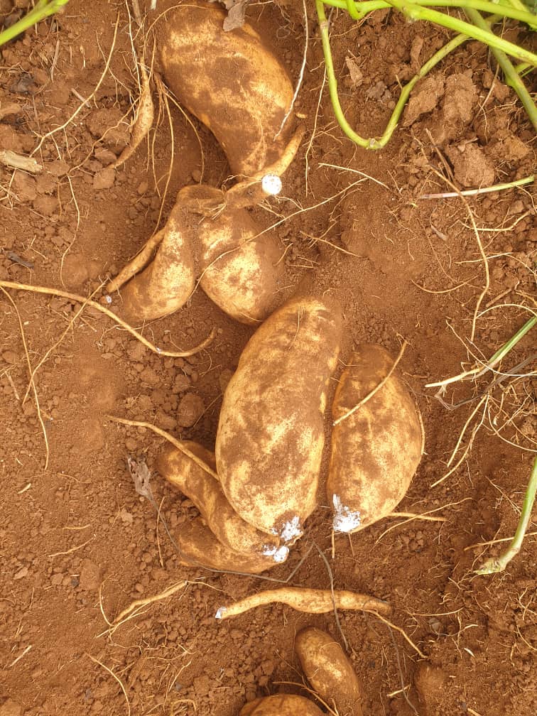 Zimbabwe Sweet Potato Growers Association (@sweetgrowers) on Twitter photo ALICIA , an orange flesh sweet potato variety released through <a href="/HarvestPlusZim/">HarvestPlus Zimbabwe</a> and from trials undertaken by ZSPGA Chairman, and CEO of <a href="/Bucabella_SP/">Sweet Potatoes Bucabella</a> in Chishawasha is showing very promising quality and yield performance <a href="/1Humuson/">HumusOn#1</a>
@COLEACP <a href="/ShakasheFoods/">Shakashe Foods</a> <a href="/KilpinPeel/">Beverley Kilpin-Peel</a> ALICIA , an orange flesh sweet potato variety released through <a href="/HarvestPlusZim/">HarvestPlus Zimbabwe</a> and from trials undertaken by ZSPGA Chairman, and CEO of <a href="/Bucabella_SP/">Sweet Potatoes Bucabella</a> in Chishawasha is showing very promising quality and yield performance <a href="/1Humuson/">HumusOn#1</a>
@COLEACP <a href="/ShakasheFoods/">Shakashe Foods</a> <a href="/KilpinPeel/">Beverley Kilpin-Peel</a>