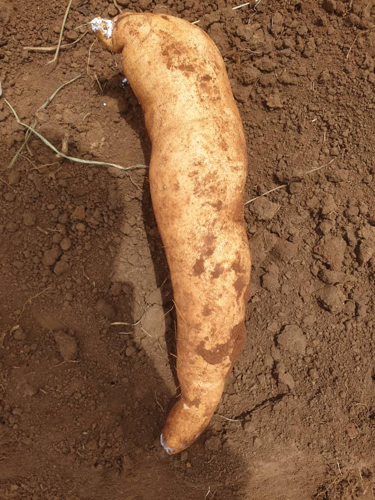 Zimbabwe Sweet Potato Growers Association tweet media