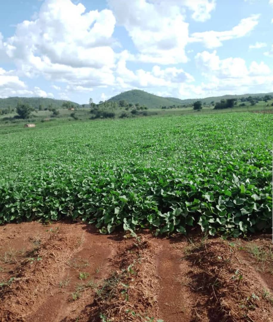 Zimbabwe Sweet Potato Growers Association tweet media