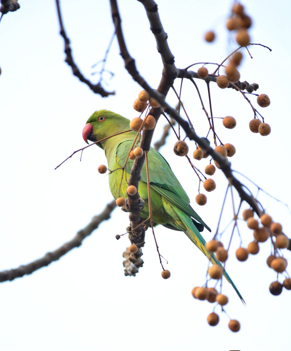 peeeceee_'s tweet photo. How could you not fall in love with a parrot?
#parrots #birder #thephotohour
#parrotsoftweeter #nature #nikon
#thephotohour #ornithophile
#NaturePhotography #birdwatcher #nikonphotography https://t.co/CPANuvOTR0