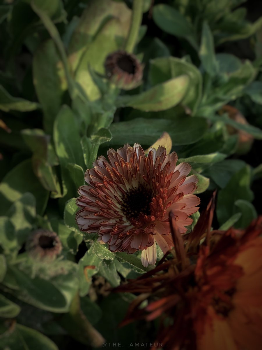 amnaahmad_18's tweet photo. Life is dynamic, when it takes turn we often get anxious. Maybe the coming change bears optimal results. So, welcome the new things as we have to let go one thing in order to achieve other. 
#staysane #life #springmotivation #growth https://t.co/bloKhGmeMr