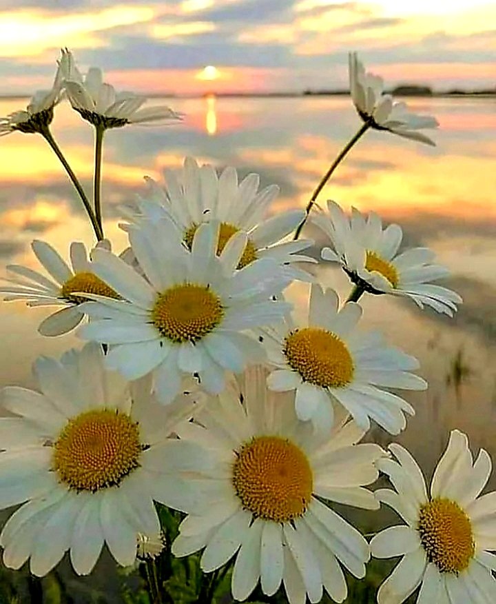 Günaydın mutlu günler 🌼😊