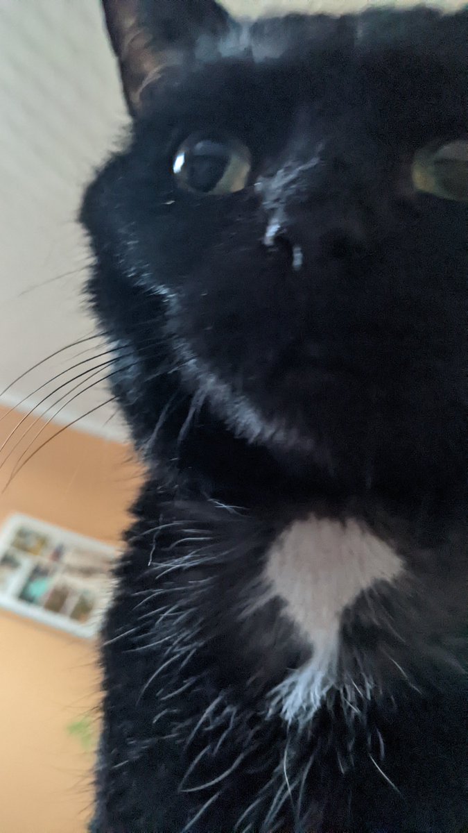 BecksBiochemist's tweet photo. Napoleon, who has been awake since five, would like to know if its breakfast time yet #alsonotmycat https://t.co/gXoqWvy3eP
