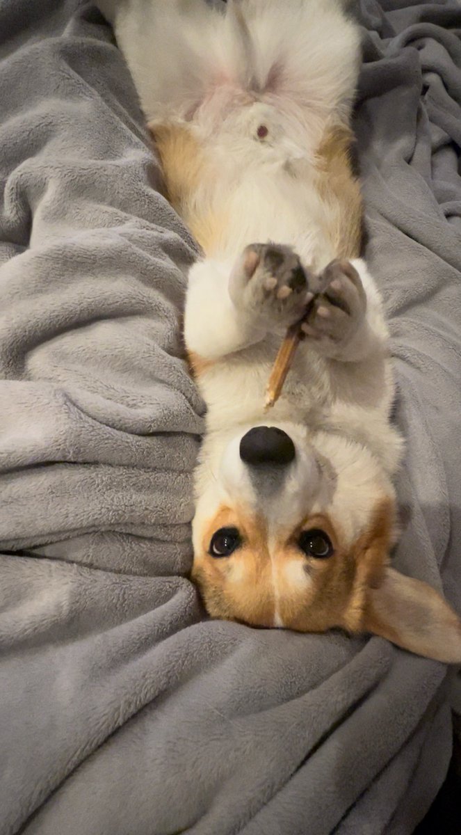 NachoCorgo's tweet photo. Trying to figure out if I got a #corgi or a #otter? 🤷🏻‍♀️🥴 #dogs https://t.co/SjJ7x7BGGP