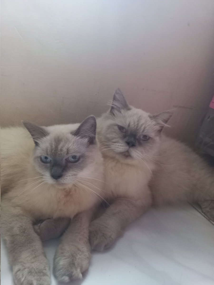 neineeee's tweet photo. @yourpetsfess https://t.co/i7ZhNPiqMD