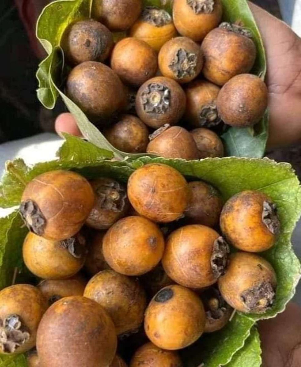यह एक जंगली फल है इसका टेस्ट चीकू की तरह होता है, आपके भाषा में इसे क्या कहते हैं ?  Follow :- <a href="/TribalRajs/">राष्ट्रीय आदिवासी जनक्रांति संघ - Rajs</a>