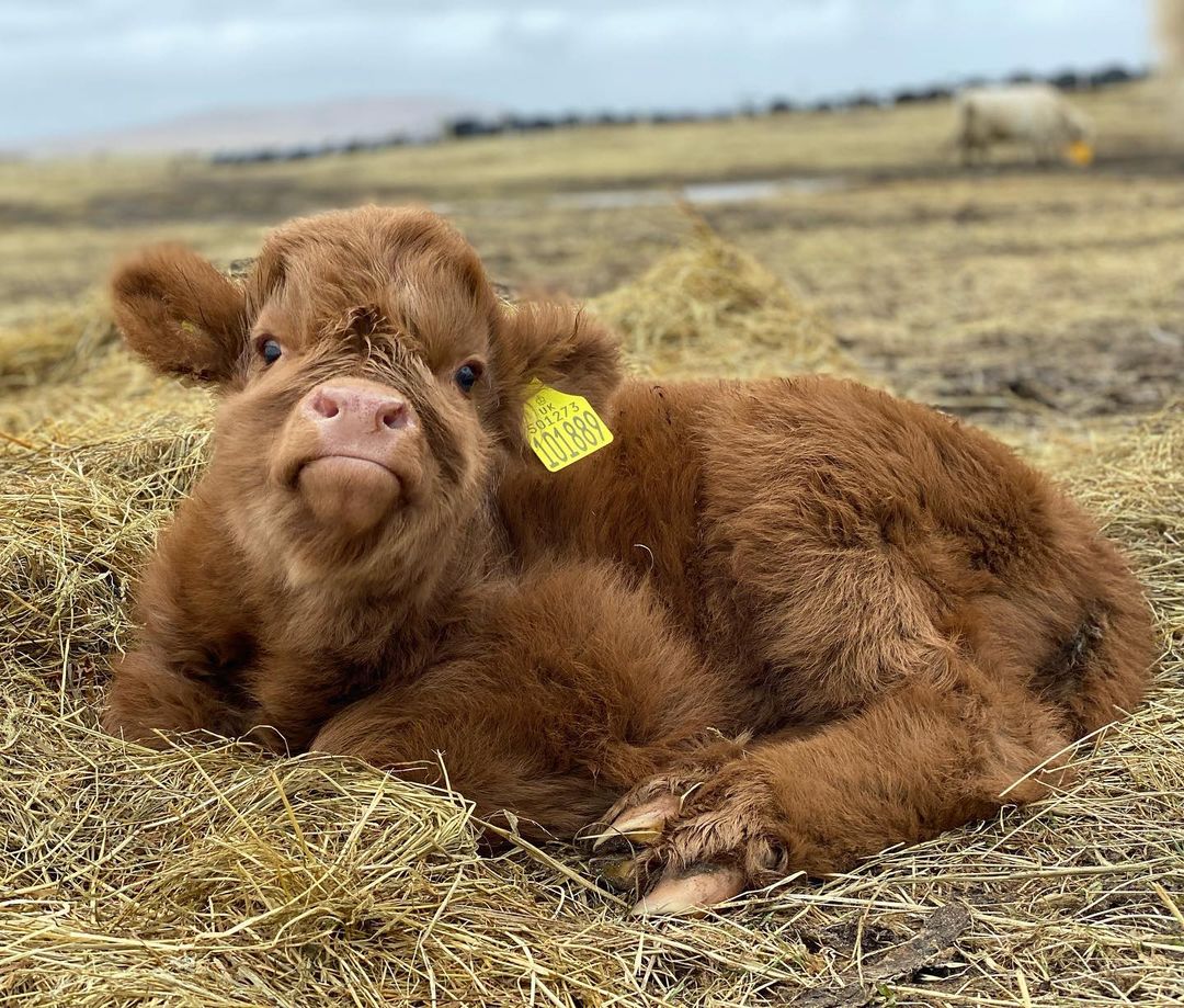 We hope this #Coosday puts a wee smile on your face! 🥰

📍 North Uist, <a href="/OuterHebs/">Visit Outer Hebrides</a> 📷 IG/the_hebridean_cowgirl