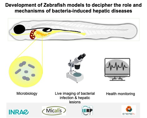 Christelle Langevin (@clangevin_inrae) on Twitter photo Looking for Zf fluorescent tg line to label hepatocytes.
New project initiated in collaboration with our colleagues of <a href="/INRAE_MICALIS/">INRAE Micalis</a> to investigate bacteria induced hepatic diseases in vivo. Can someone provide /recommand us with Zf tg line? #zebrafish #liver #infectiousdisease Looking for Zf fluorescent tg line to label hepatocytes.
New project initiated in collaboration with our colleagues of <a href="/INRAE_MICALIS/">INRAE Micalis</a> to investigate bacteria induced hepatic diseases in vivo. Can someone provide /recommand us with Zf tg line? #zebrafish #liver #infectiousdisease