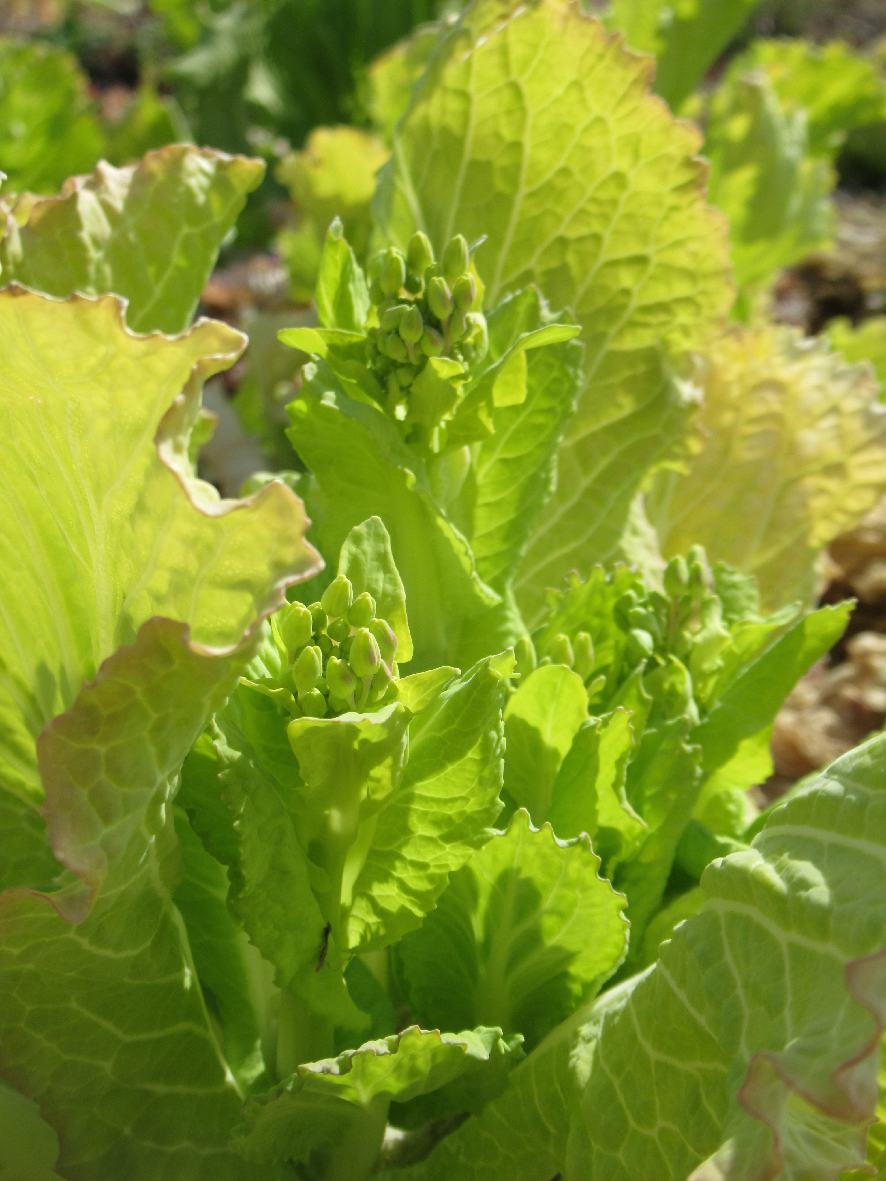 たろうファームの自然農野菜 3月の出荷予定のお知らせ お知らせが遅れてしまい申し訳ありません まだとれる野菜は少ないのですが つぼみ菜 山東菜 小松菜 は次々ととれ始めています のらぼう菜もそろそろかと思います 詳しい出荷予定は下記を