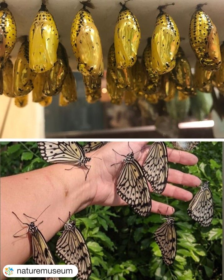 uiccfl's tweet photo. ATTN Chicago Families: Check out all the cute creatures at the @naturemuseum! Every day from 11:30am - 12:00pm meet the animals that call the Nature Museum home! Let us know if you go! https://t.co/NG2f2CmYG4
