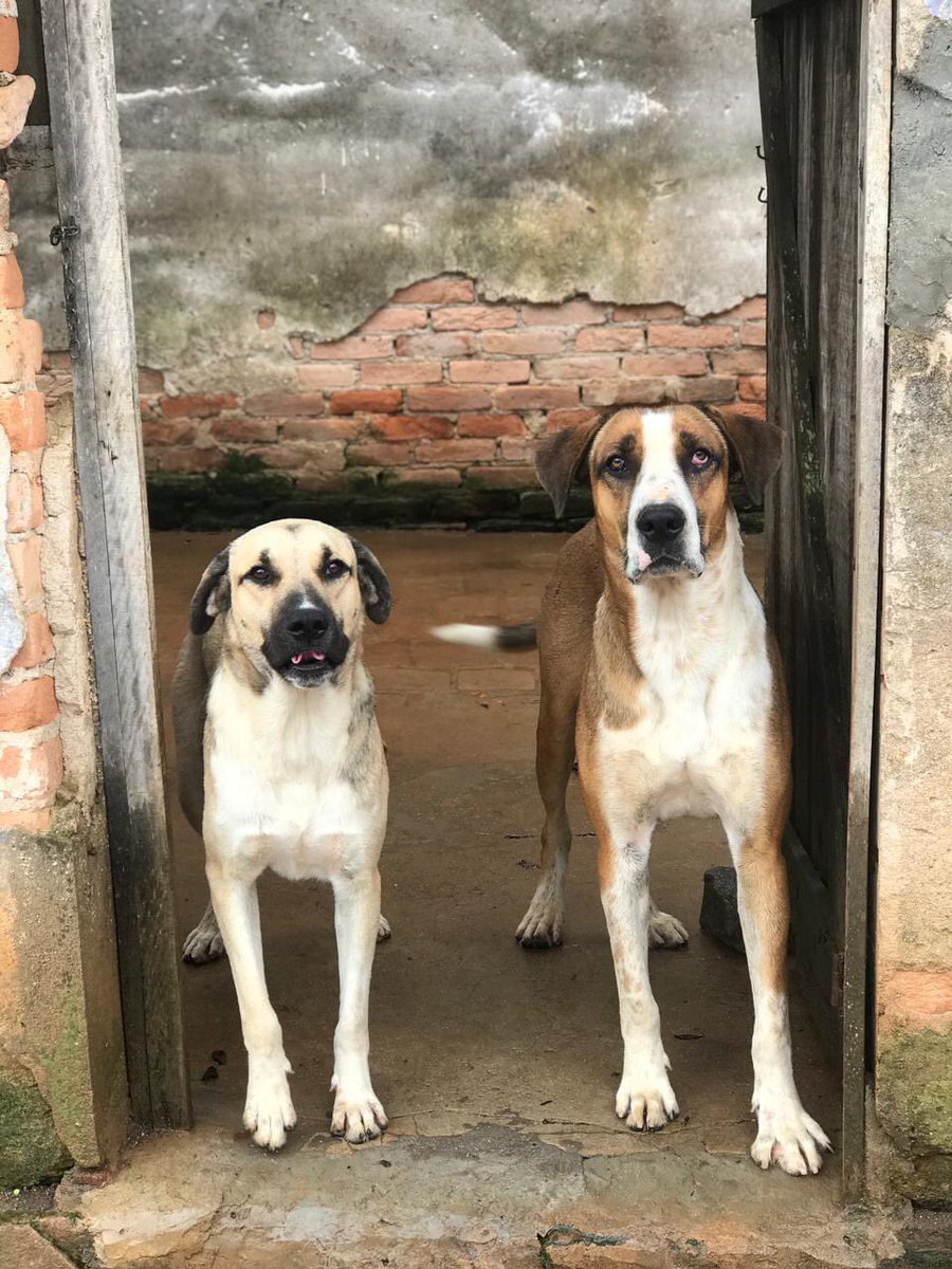 caogonhal's tweet photo. E esse antes e depois do Apolo e do Zeus? 😍 https://t.co/Dkw6fBgYj5