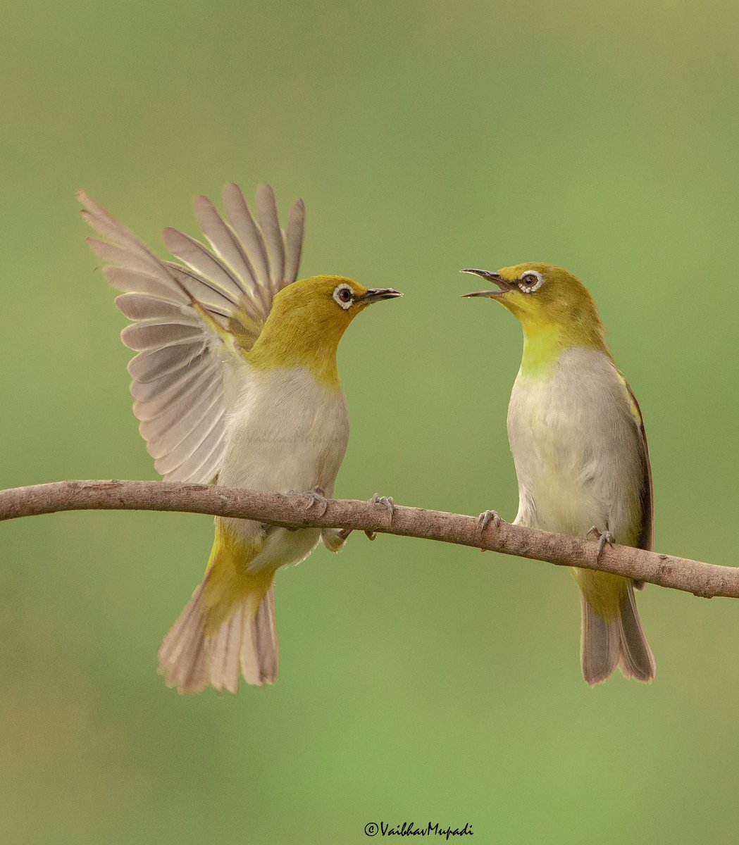 im-wildvaibhav tweet media