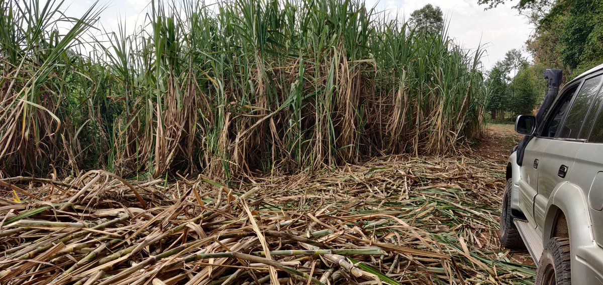 Cathy Cole Ltd tweet media