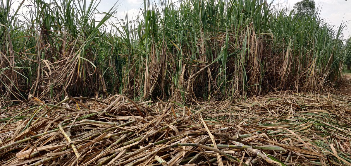 Cathy Cole Ltd tweet media