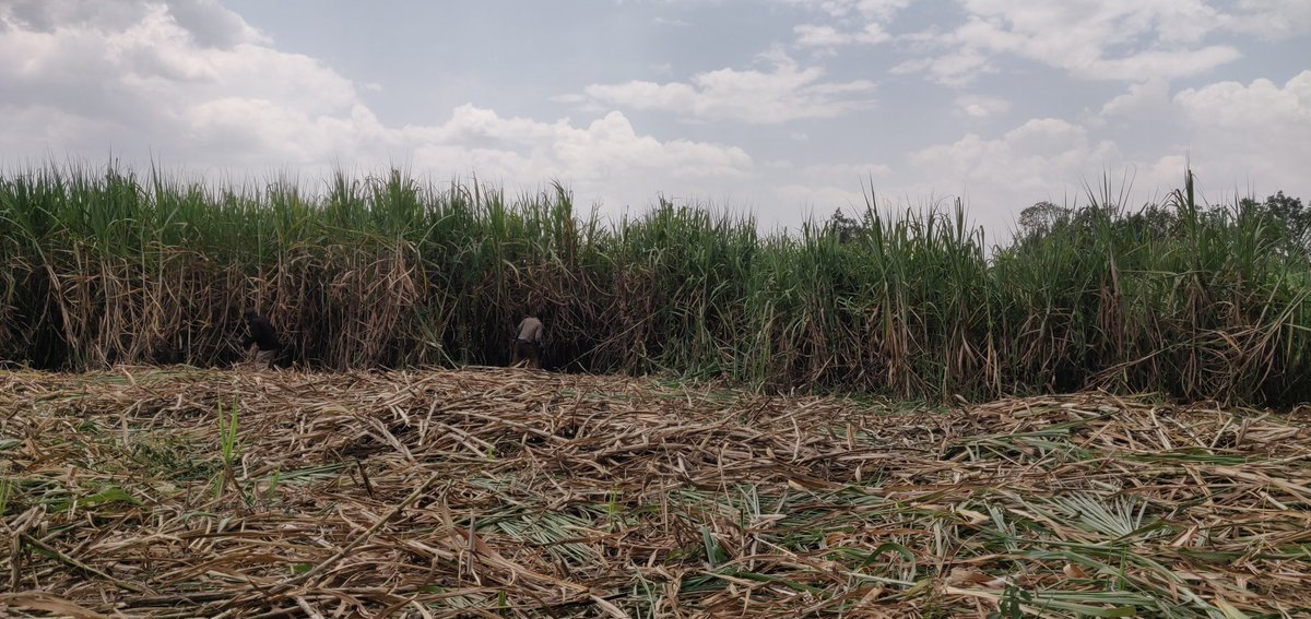 Cathy Cole Ltd tweet media