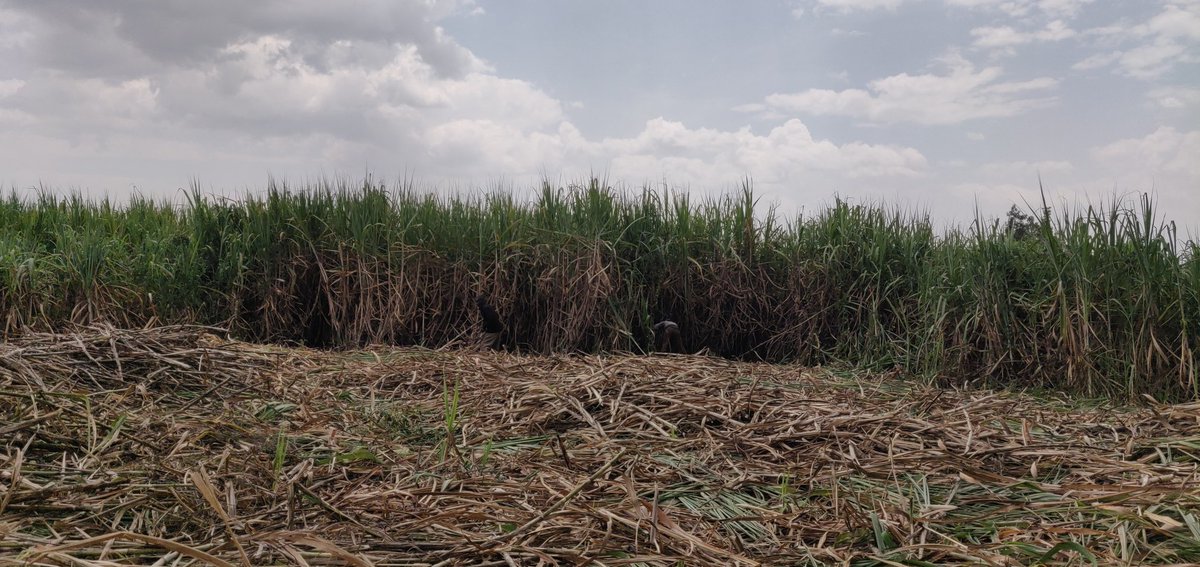 Cathy Cole Ltd tweet media