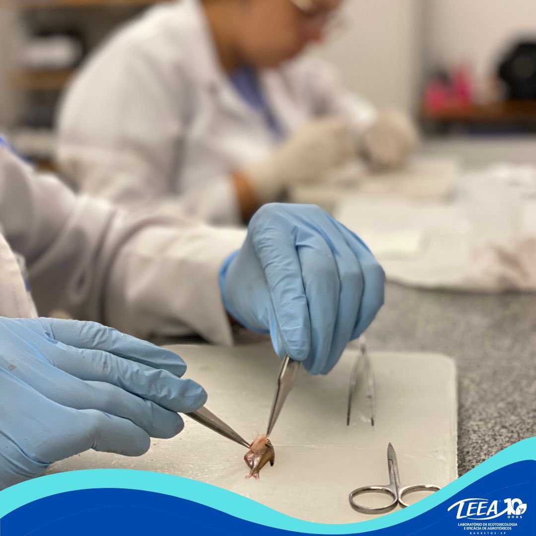 LeeaBrasil's tweet photo. …
📓 Todos os ensaios de toxicidade com peixes devem ser aprovados pela Comissão de Ética de Uso de  Animal da instituição - CEUA e ser realizados de acordo com a Norma Brasileira da ABNT - Ecotoxicologia aquática.#histology #ecotology #fish #neotropicalfish #water #aquicultura https://t.co/593U2R3NsL