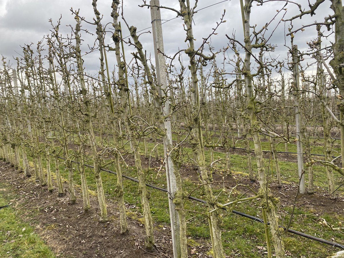 Hans Pijpers tweet media