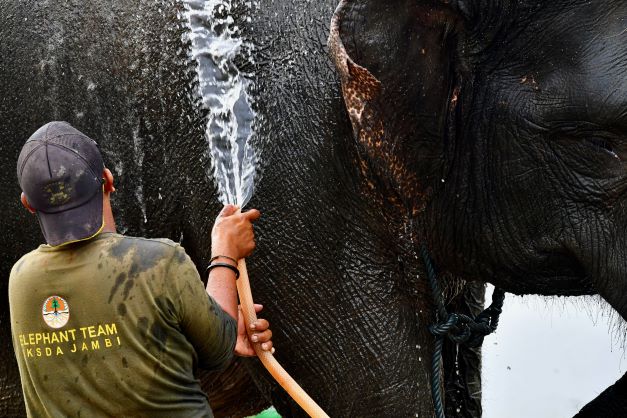 IntElephantProj's tweet photo. This beautiful photo of a #SumatranElephant reminds us how precious these beings are - and how much we stand to lose if they become extinct. He's being watered by one of the FZS staff in the Bukit Tigapuluh Ecosystem.
#InternationalElephantProject #IEP #SaveSumatranElephants https://t.co/EhwSkbCz6J
