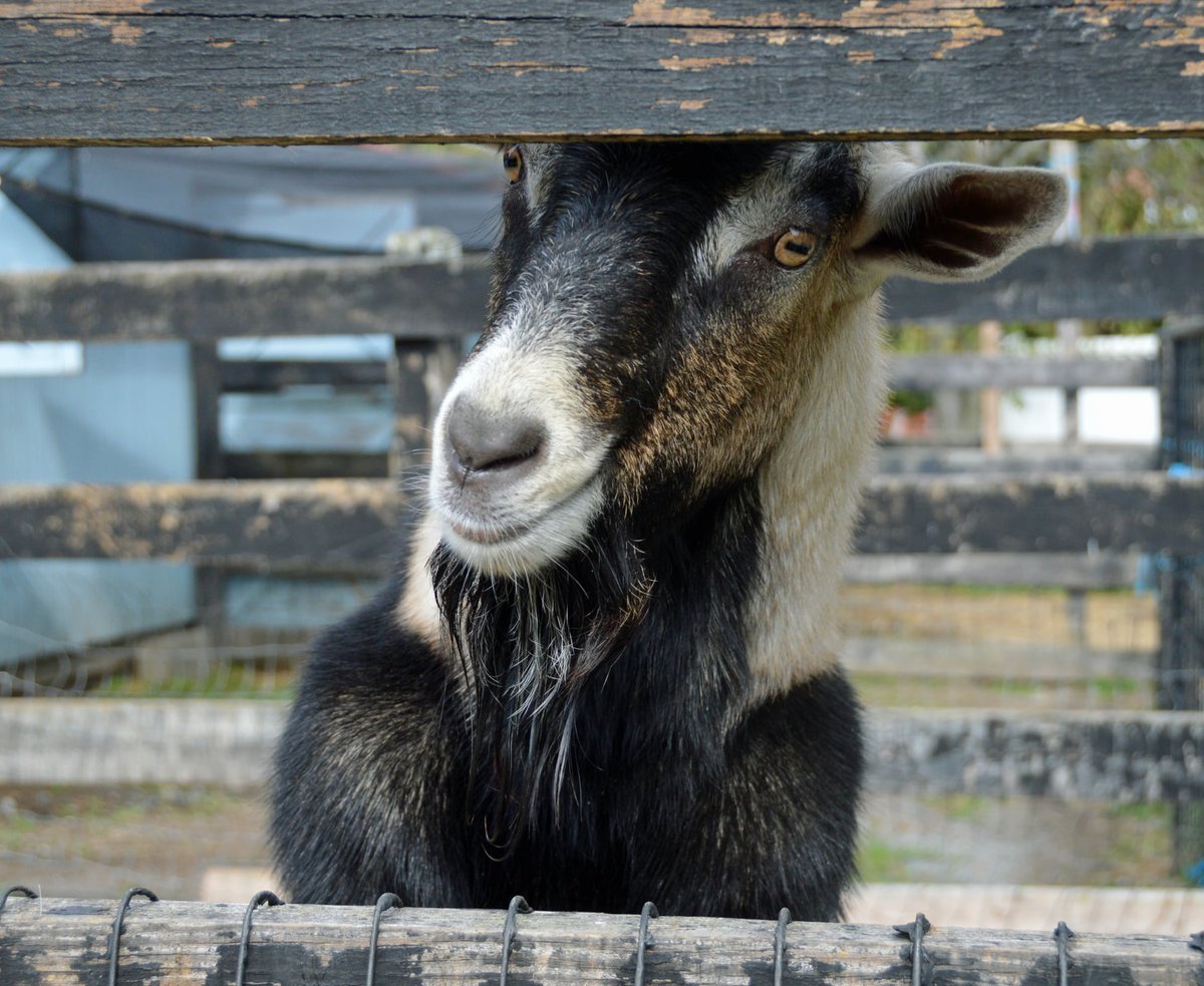 petsalive's tweet photo. Huh. Still looking like warm weather. We maaay be in the clear! ~Jacob
Intervals of clouds and sunshine in the morning with more clouds for later in the day. High 61F. Winds WSW at 5 to 10 mph.
#WeatherGoat #Wether #GoatPun #WelcomeSpring #Again https://t.co/gnMSMQLY87